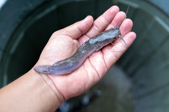 Catfish are lifted by hand, the harvest of farmed catfish in buckets or mini aquaponics systems. 