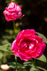Roses blooming in Japan