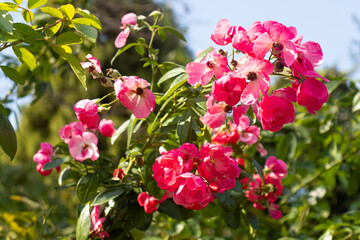Roses blooming in Japan