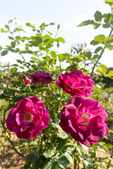 Roses blooming in Japan