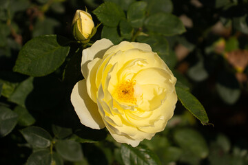 Roses blooming in Japan