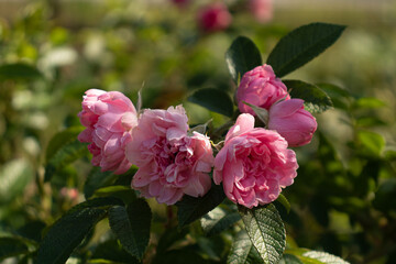 Roses blooming in Japan