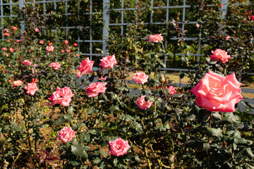 Roses blooming in Japan