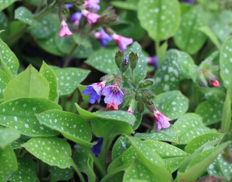 Pulmonaria officinalis, common name lungwort or Mary's tears. Pink and blue flowers of common lungwort in spring.