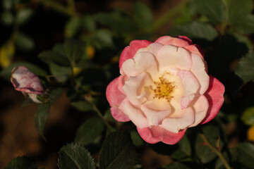 Roses blooming in Japan