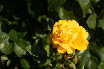 Roses blooming in Japan
