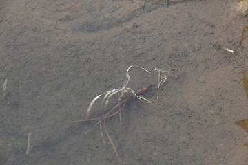 Vallisneria spiralis grass sprouts inside the water. Its common name straight vallisneria, tape...