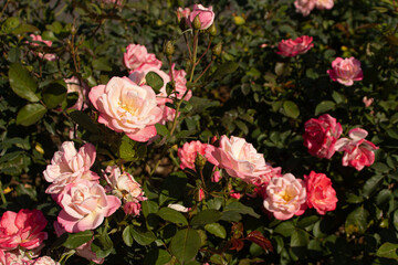 Roses blooming in Japan