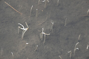 Vallisneria spiralis grass sprouts inside the water. Its common name straight vallisneria, tape...