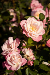Roses blooming in Japan