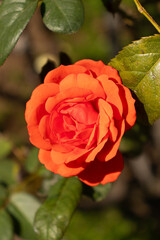 Roses blooming in Japan