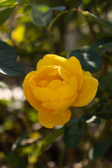 Roses blooming in Japan