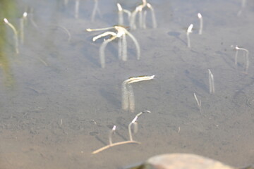 Vallisneria spiralis grass sprouts inside the water. Its common name straight vallisneria, tape...