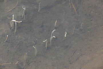 Vallisneria spiralis grass sprouts inside the water. Its common name straight vallisneria, tape...