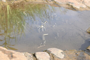 Vallisneria spiralis grass sprouts inside the water. Its common name straight vallisneria, tape...