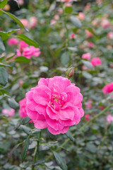 ピンク色のバラ（ミラト）