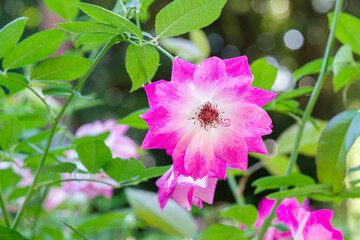 ピンクの薔薇（ブリリアント・ピンク・アイスバーグ）