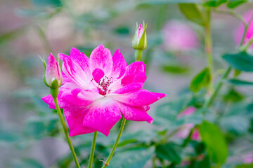 ピンクの薔薇（ブリリアント・ピンク・アイスバーグ）