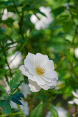 白い薔薇（アイスバーグ）