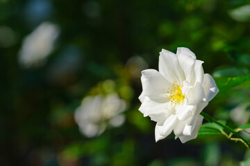 白い薔薇（アイスバーグ）