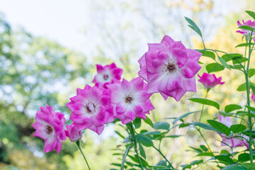 ピンクの薔薇（ブリリアント・ピンク・アイスバーグ）