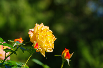 黄色の薔薇（トロピカル・シャーベット）