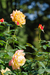 黄色の薔薇（トロピカル・シャーベット）