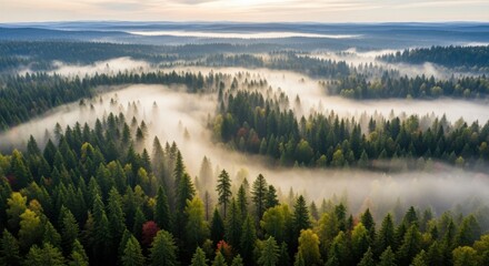 Aerial view of forest with fog, creating a serene and misty landscape