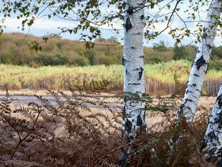 La Caldara di Manziana (ROMA) - Le bellissime Betulle Bianche