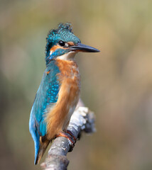 kingfisher, Alcedo atthis. The bird sits on a branch, the wind has ruffled the feathers on its head