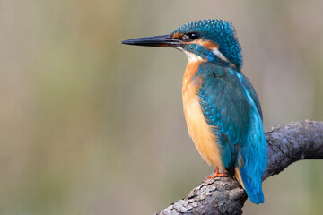 Common kingfisher, Alcedo atthis. Close-up of a beautiful bird, blurred smooth background