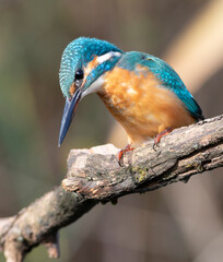 Common kingfisher, Alcedo atthis. The bird looks into the river, waiting for prey