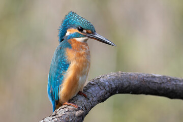 kingfisher, Alcedo atthis. The bird sits on a branch, the wind has ruffled the feathers on its head