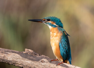 Common kingfisher, Alcedo atthis. A young bird sits on a branch, staring intently ahead