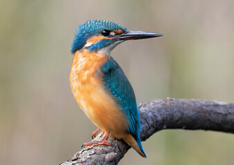 Common kingfisher, Alcedo atthis. A bird sits on a branch, looking around, beautiful background
