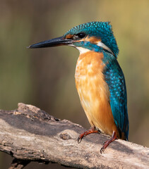 Common kingfisher, Alcedo atthis. Bird sitting on a beautiful branch, blurred background