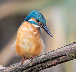 Common kingfisher, Alcedo atthis. A bird sits on a branch above the river, looking into the water