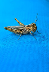 Brown grasshopper resting on blue textured surface