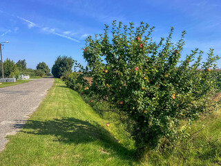 Obraz premium dojrzałe owoce na drzewach w promieniach letniego słońca na tle krajobrazu wiejskiego