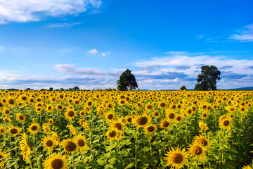 sunflower field and blue sky
