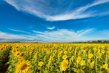 sunflower field and blue sky