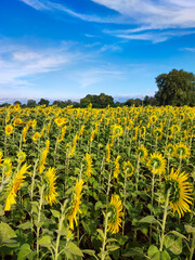 sunflower field and blue sky