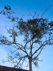 tree branches against blue sky