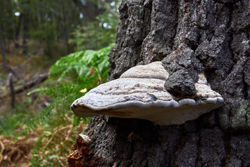 La Caldara di Manziana (ROMA) - Fungo a mensola cresce sul tronco di una betulla