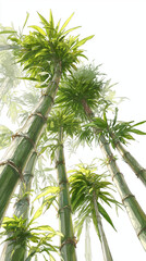 Digital Painting of Bamboo — Ultra-Wide Narrow Composition on White Background