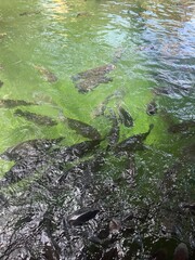 Many fish swimming in green-tinted water