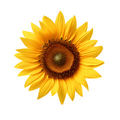 Fototapeta premium A single sunflower with a dark background in full bloom view