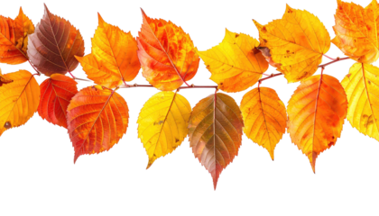 Autumn foliage display on a twig, vibrant reds and yellows