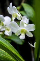 Close up of beautiful white orchid flowers with green leaves in natural light floral photography