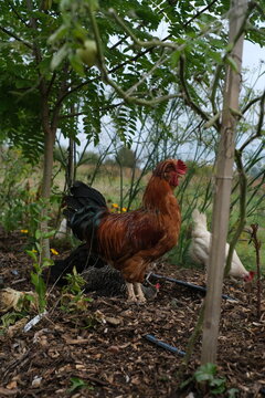 Free-range rooster and hens foraging in a sustainable garden with tomato plants